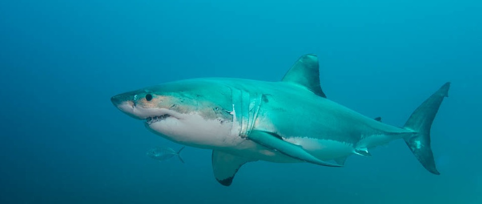 Great White Shark