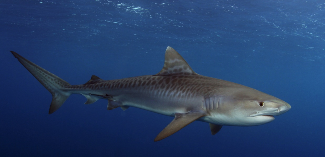 Tiger Shark