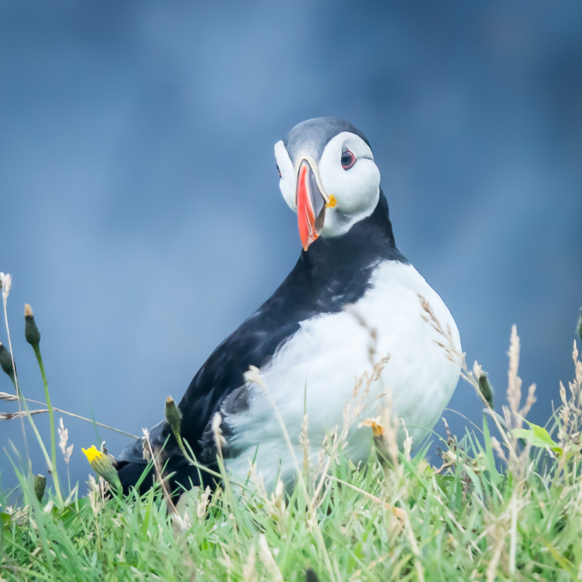 Puffin, Dyrhólaey, Vik, Southern Region