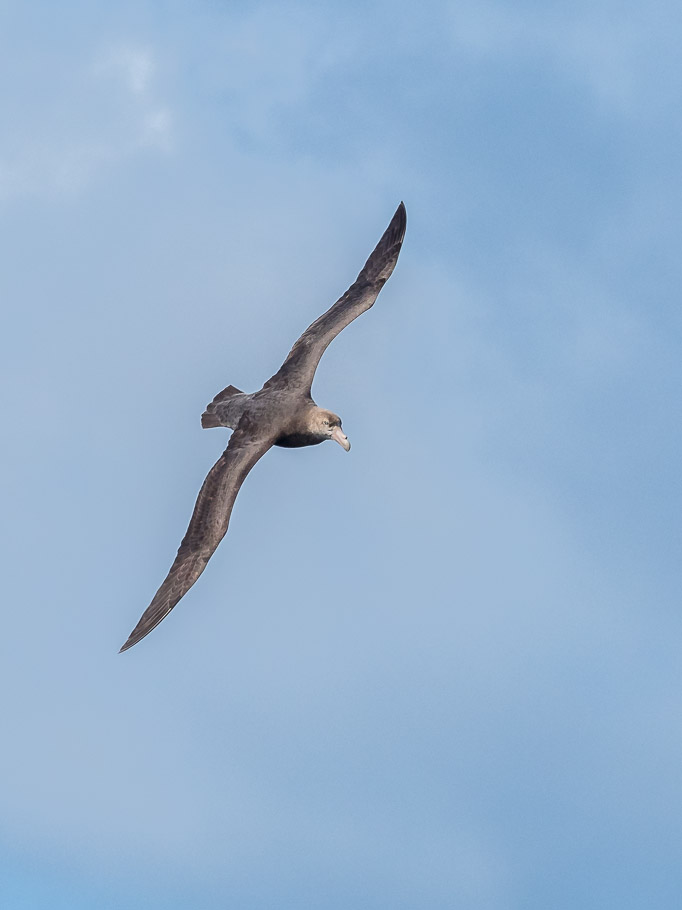 Giant Petrel
