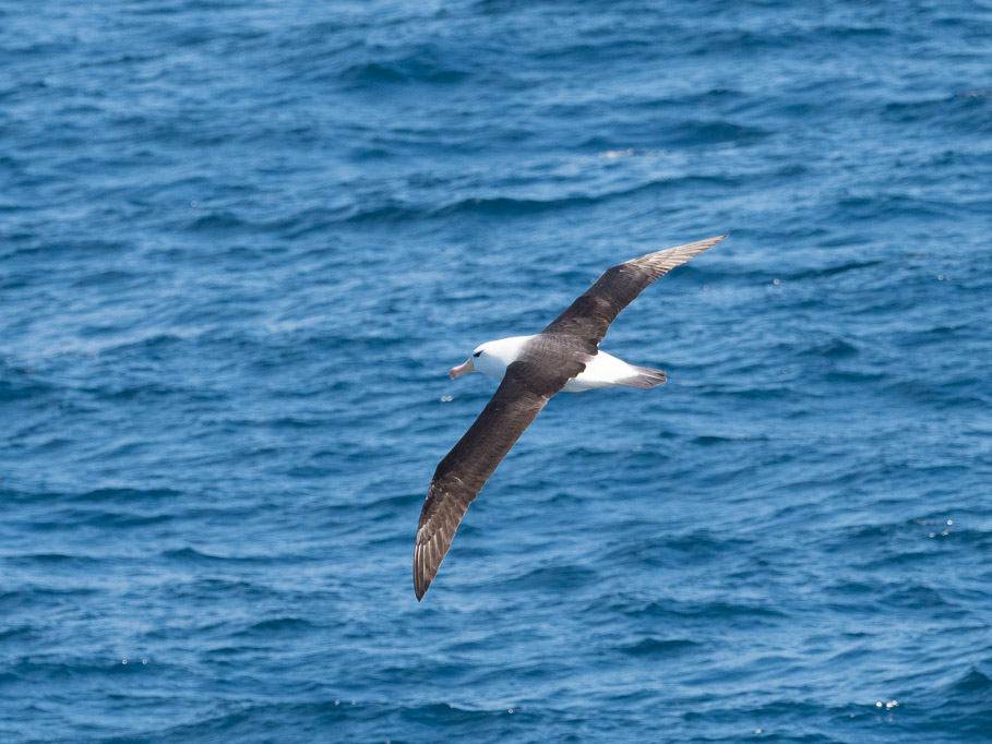 Black Browed Albatross