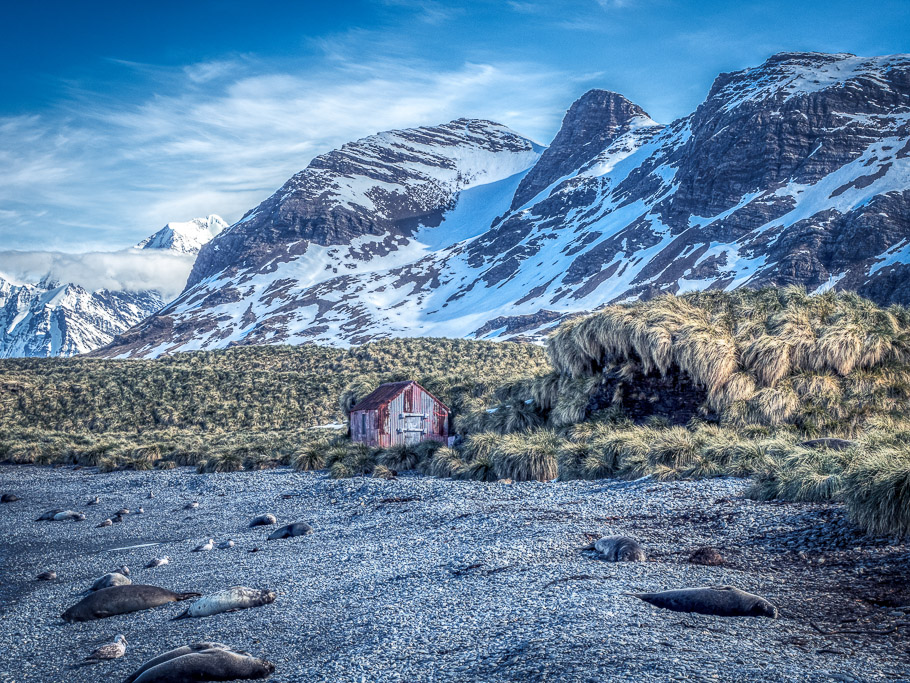 Hut and Elephant Seals at Jasons Harbour - South Georgia