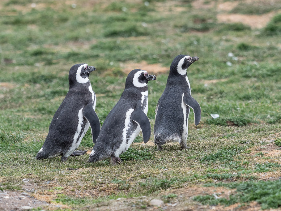 Three Magellanic Penguins - Magdelena Is, Patagonia