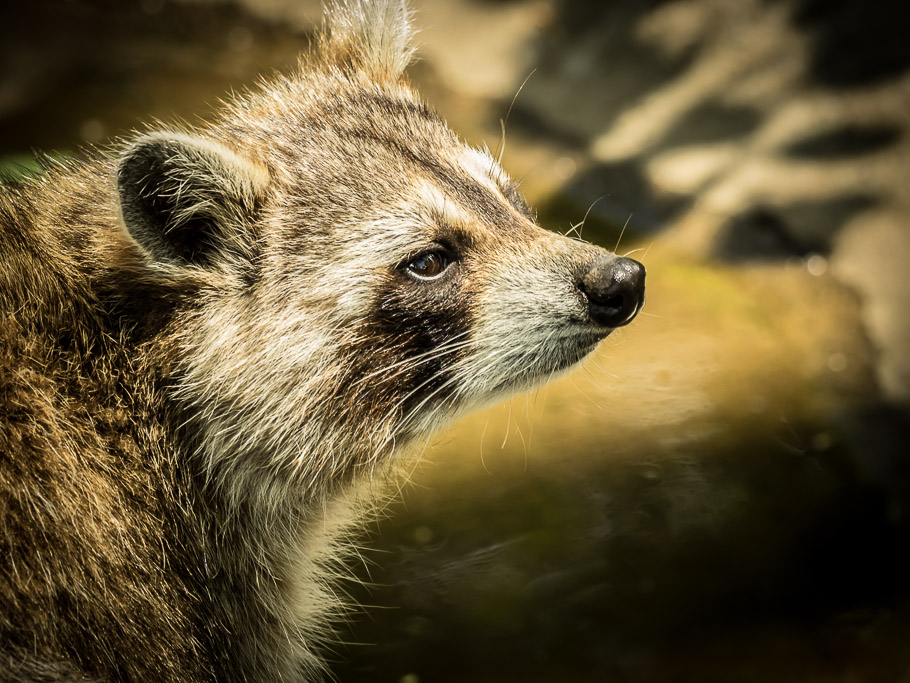 Racoon, Eco Museum - Montreal