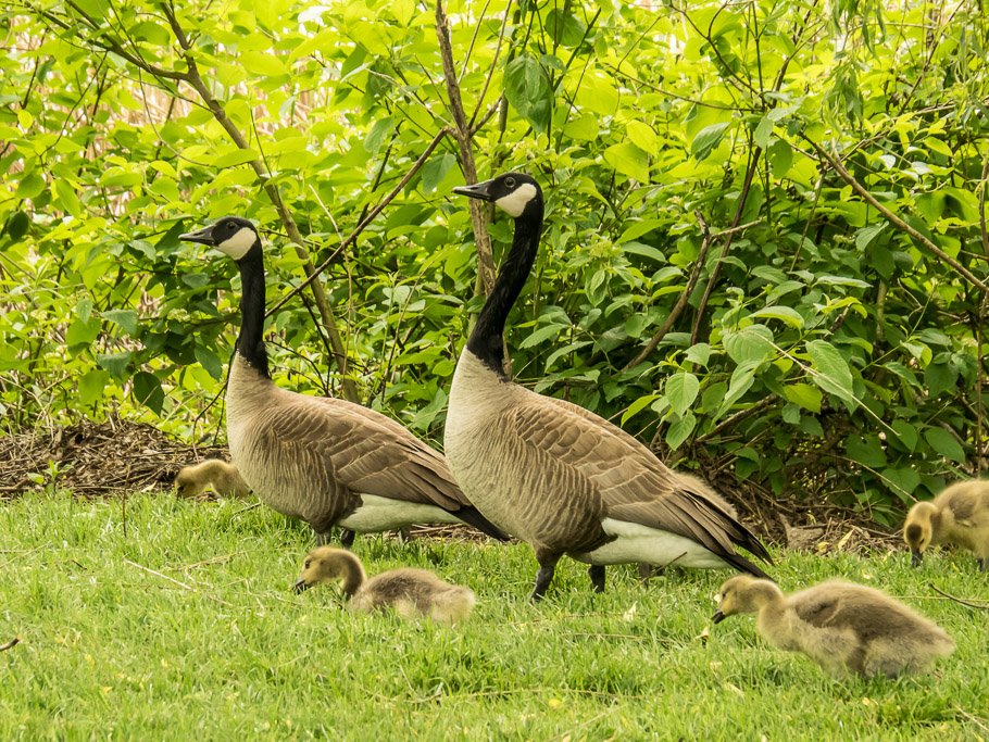 Canada Geese, Centennial Park, Montreal