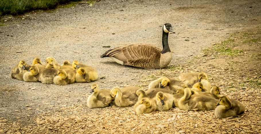 Day Care, Centennial Park - Montreal