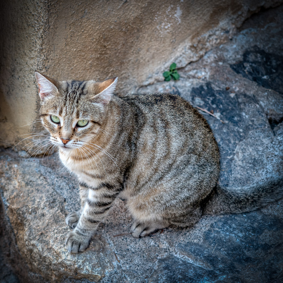 Monemvasia, Abby's Double