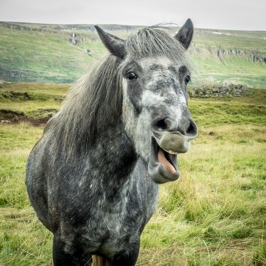 Coarse Horse Humour