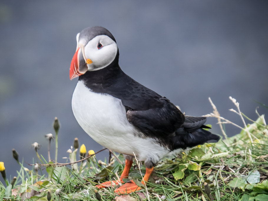 Puffin at Dyrhólaey 1