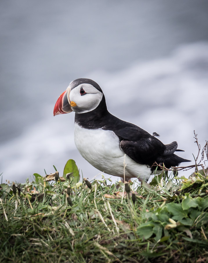 Puffin at Dyrhólaey 4