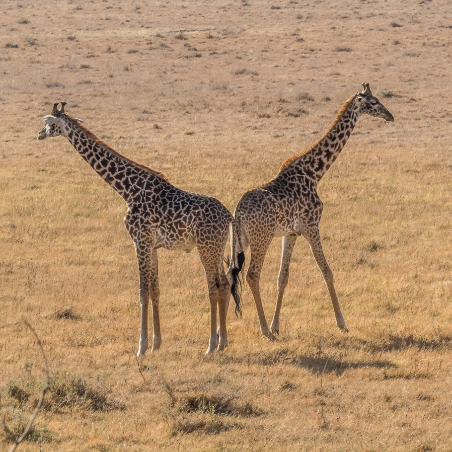 Maasai Giraffe 'Bookends' - Nairobi National Park