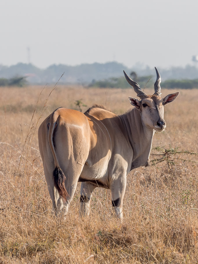 Eland - Nairobi National Park