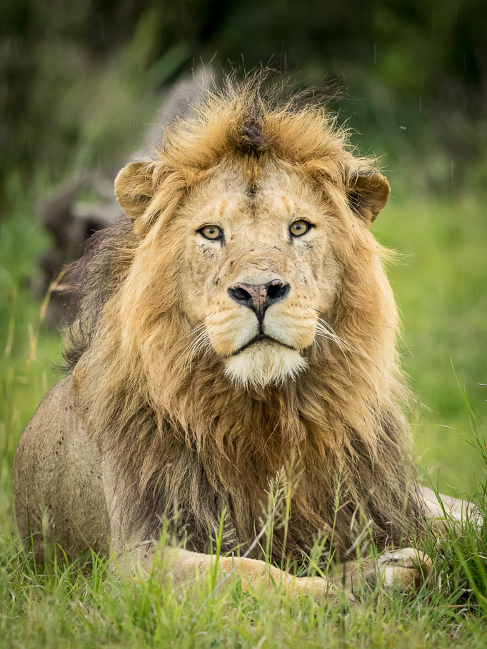 Reclining Lion - Maasai Mara