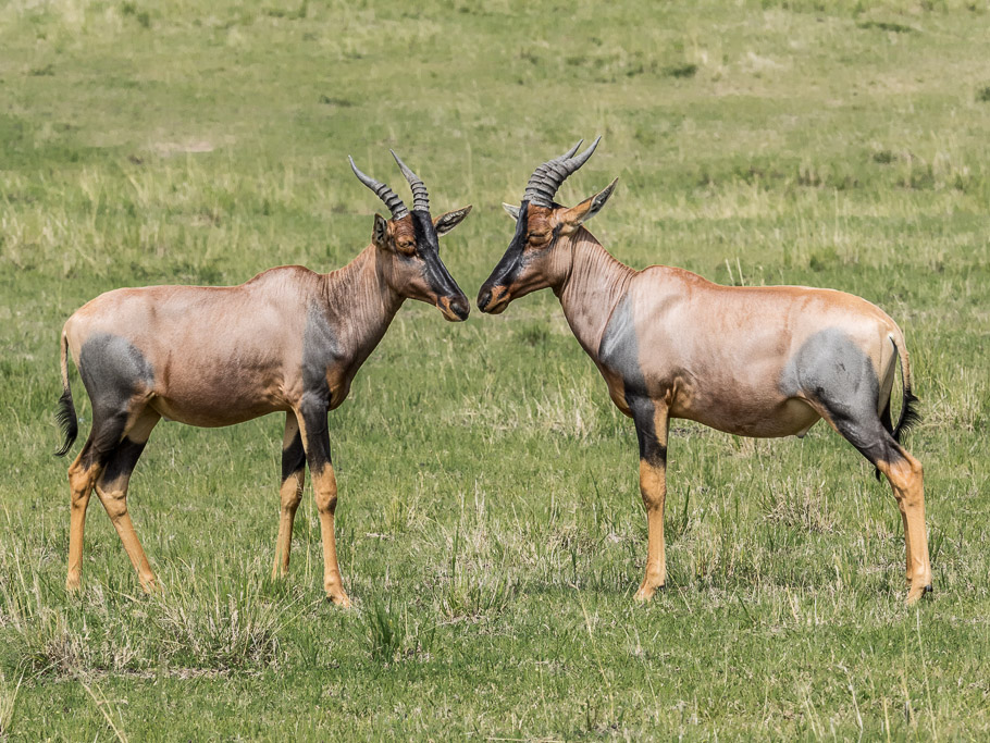 Mirror Image Topi 1 - Maasai Mara