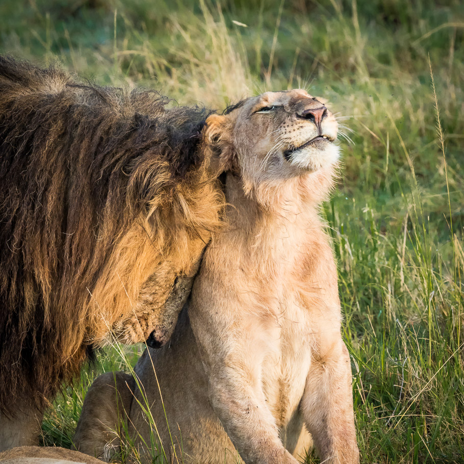 A Father's Love - Maasai Mara
