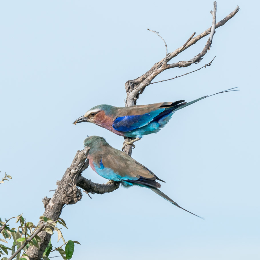 Two Lilac-Breasted Rollers - Maasai Mara