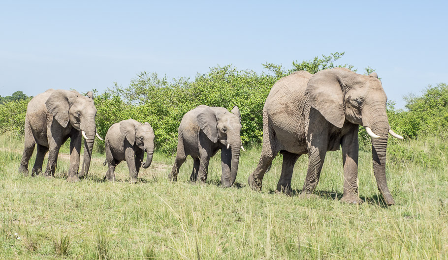 Elephant Family - Maasai Mara