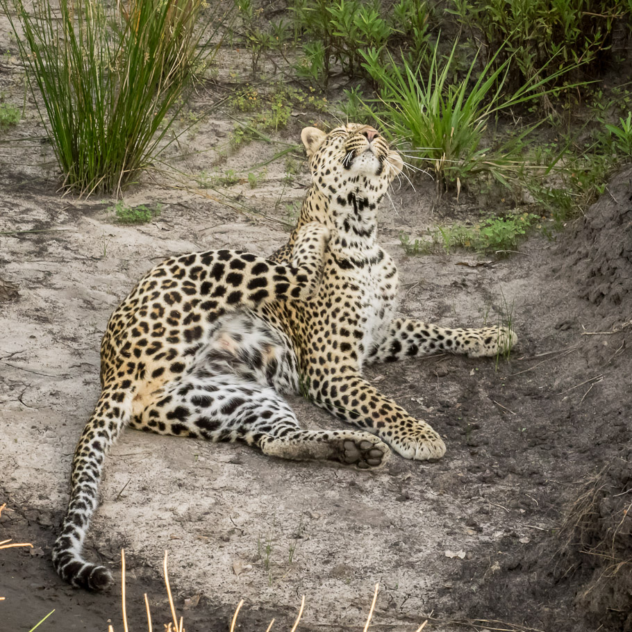 Aluka the Leopard having a Kitty Scratch - Maasai Mara