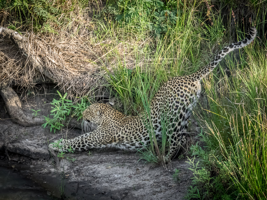 Aluka having a Kitty Stretch - Maasai Mara