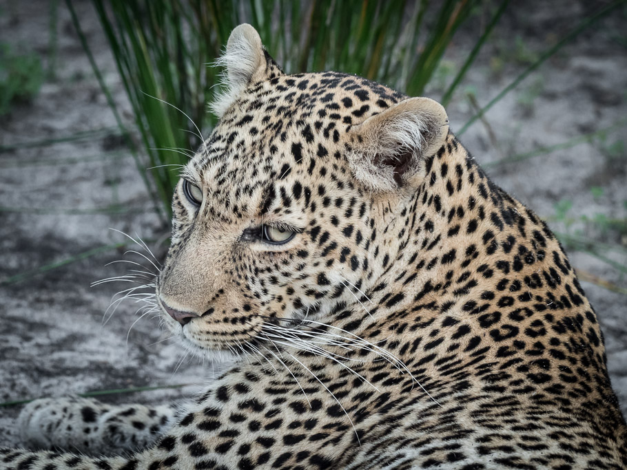 Portrait of Aluka the Leopard - Maasai Mara