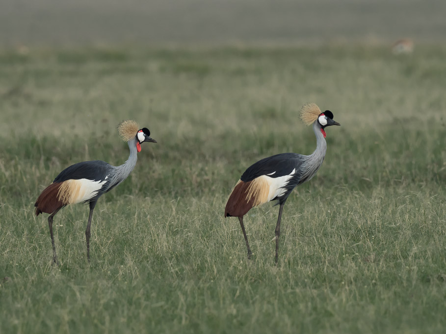 Grey Crowned Crane - Maasai Mara