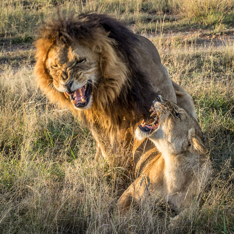 'Did the Earth Move for You Dear?' - Maasai Mara