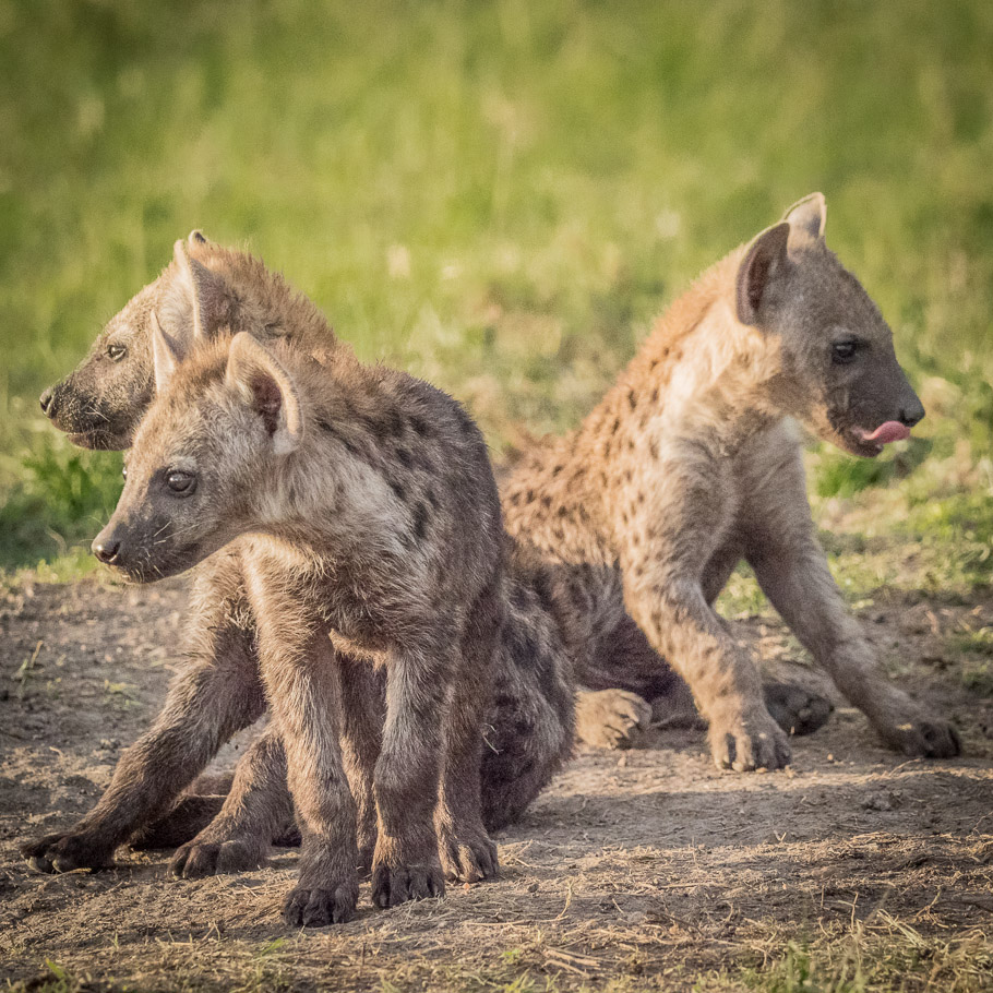 Hyena Cubs at Den - Maasai Mara
