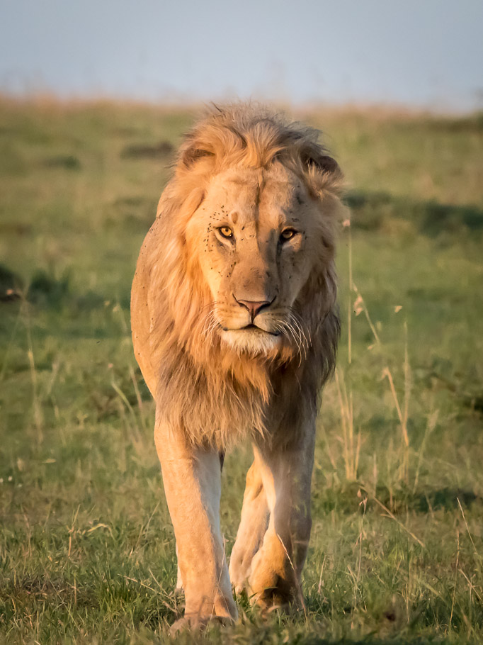 Lion in Morning Light - Maasai Mara