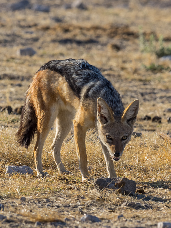 Sly Jackal - Etosha National Park
