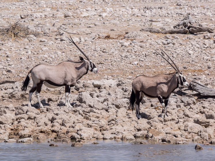 Two Gemsbok - Etosha National Park