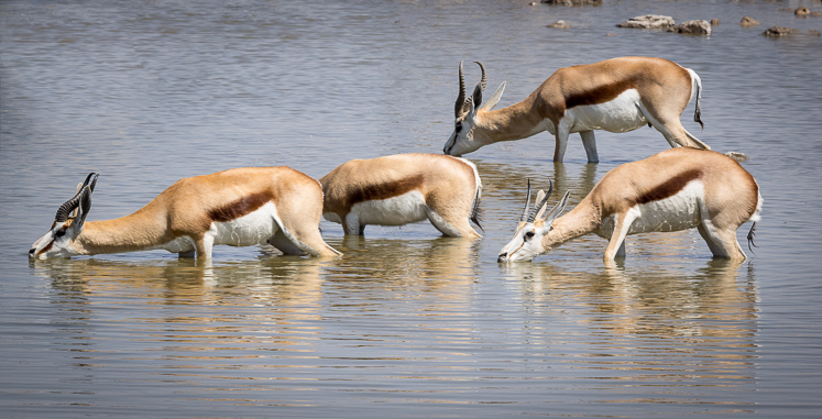 Springbok Drinking - Etosha National Park