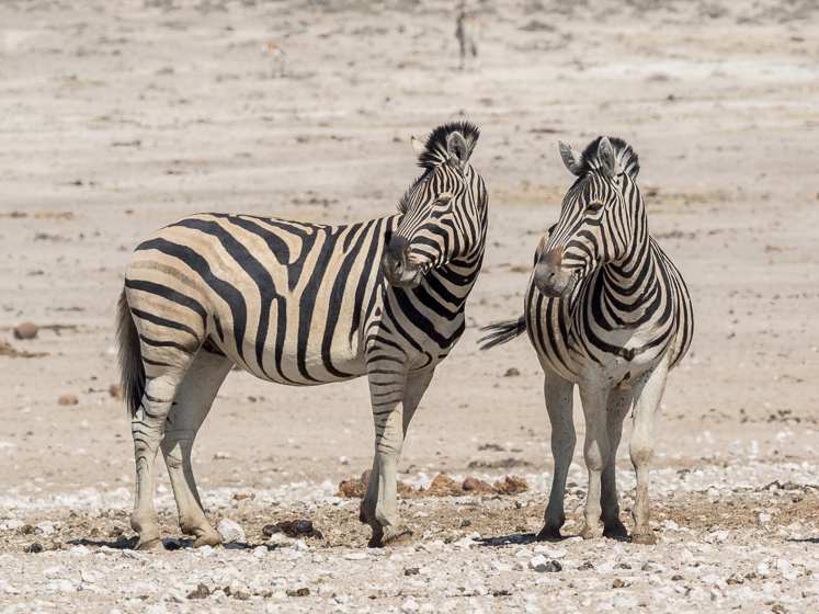 Two Zebra - Etosha National Park