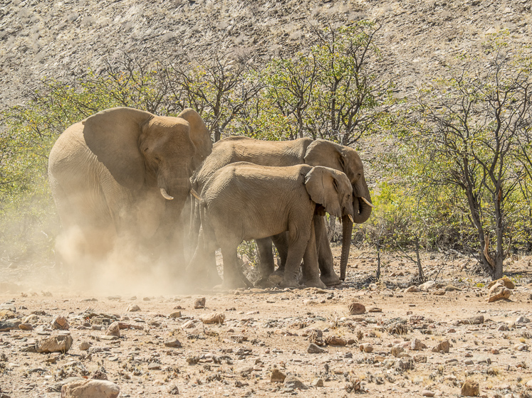 Desert Elephant Dust Bath