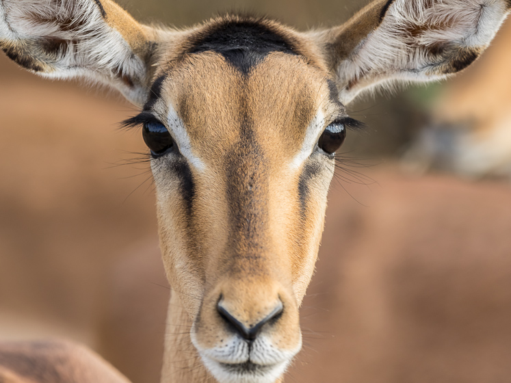 Impala Cutie