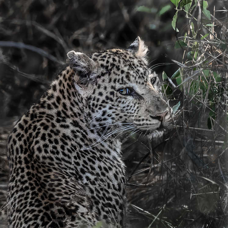 Secretive Leopard