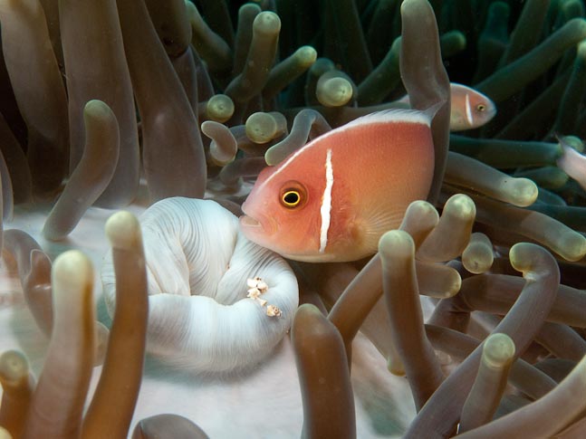 Pink anemonefish in magnificent sea anemone - Pink Beach, Sulawesi, Indonesia