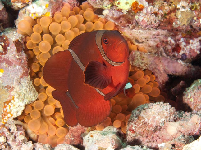 Tomato Anemonefish -  Lekuan III, Sulawesi, Indonesia