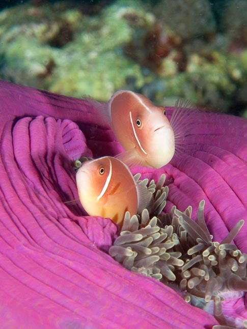 Pink Anemonefish - Kilibobs Knob, PNG