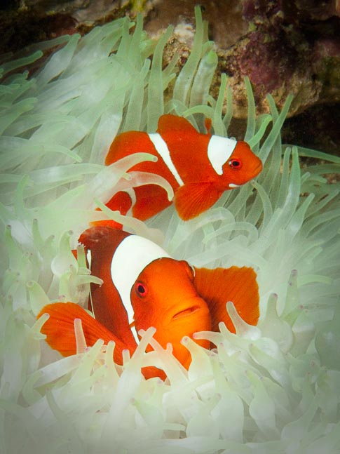Spine-cheek Anemonefish - Inglis Shoal, PNG