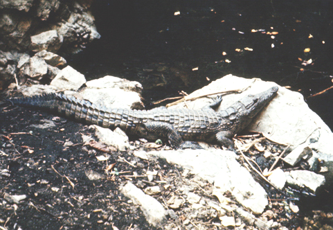 George the crocodile