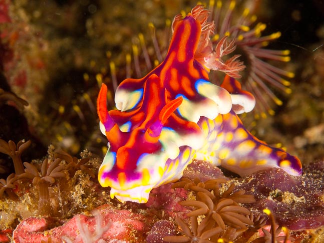 Yellow-ridged Ceratosoma - Torpedo Point, Komodo, Indonesia