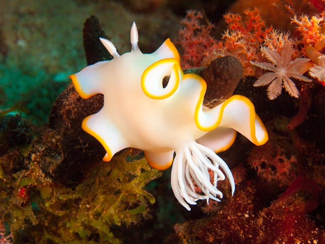 Egret Ardeadoris - Meils Reef, PNG