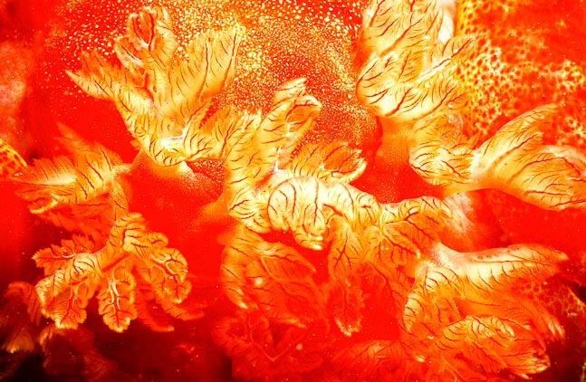 Brachial plume of a Spanish Dancer - Indonesia