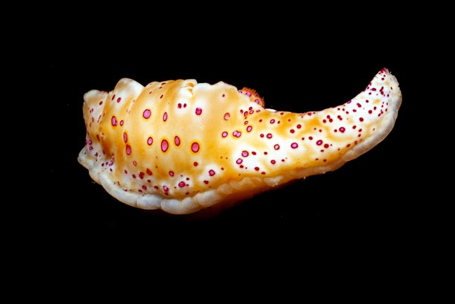 Short-tailed Ceratosoma - Rottnest, WA
