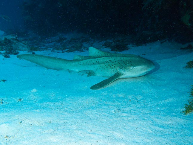 'Leopard Shark' - Rowley Shoals, WA