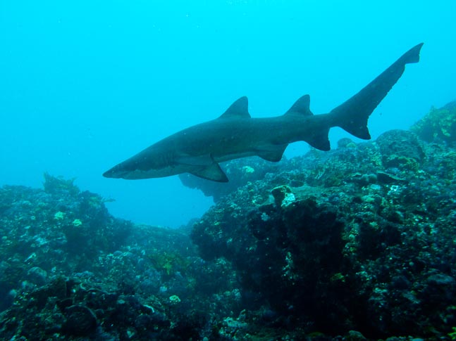 'Grey Nurse' - Rottnest, WA