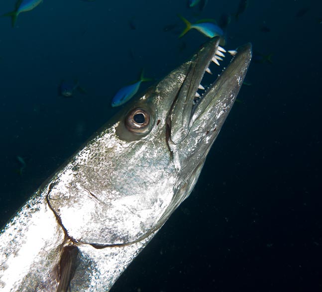 'Teeth' Giant Barracuda - Normans Knob, PNG