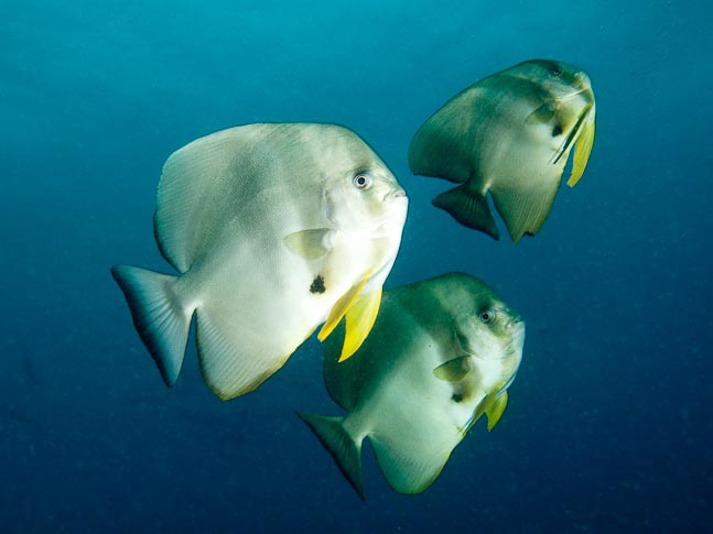 'Three Batfish' - Akes Reef, PNG