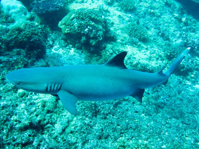'Whitetip Reef Shark' - Belindas Reef, PNG