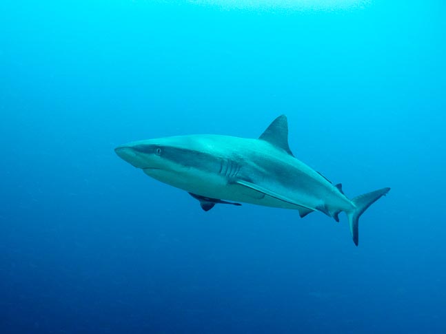 'Eye Contact' - Kilibobs Knob, PNG